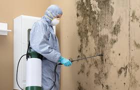 Best Black Mold Removal  in Sloatsburg, NY